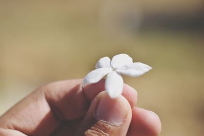 Close-up of hand holding white flower