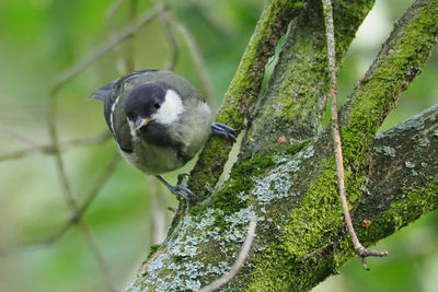 Close-up of bird perching on tree