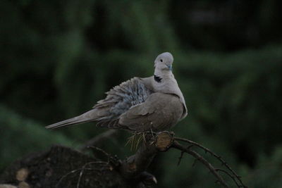 Bird perching on a branch