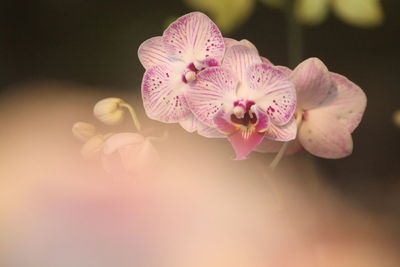 Phalaenopsis