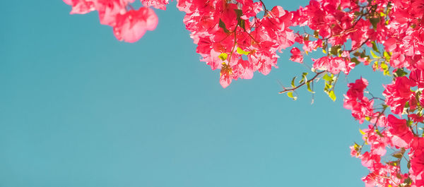 Low angle view of pink flowering plant against sky