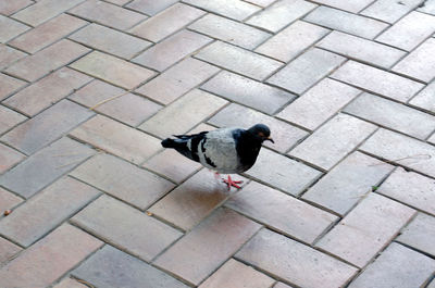 High angle view of bird perching on cobblestone