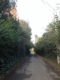 Empty road along trees