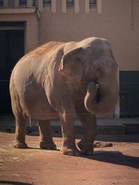 Elephant standing in zoo