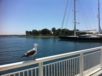 Bird perched in water