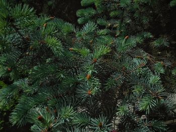 High angle view of pine tree on field