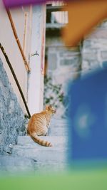 Cat sitting on floor