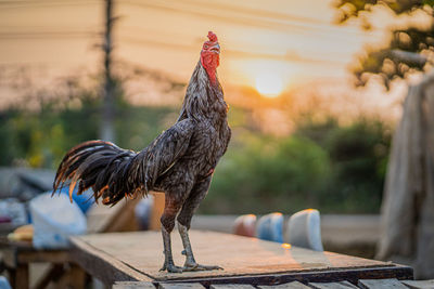 Close-up of rooster on wood