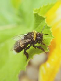 Close-up of insect on flower