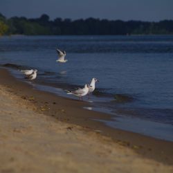 Seagulls on beach