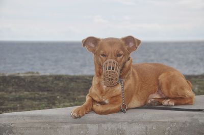 Close-up portrait of dog on sea against sky