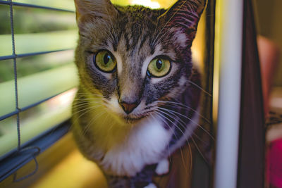 Close-up portrait of cat