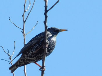 Low angle view of bird perching on branch against sky