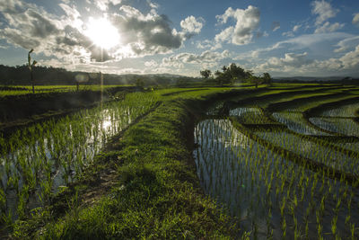 Scenic view of field against sky