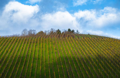 Low angle view of agricultural field against sky