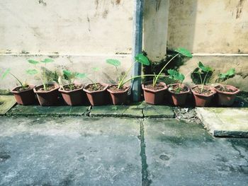 Potted plants on wall