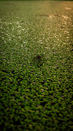 Full frame shot of green plants