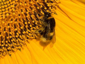 A fat bumblebee looking for nectar on a yellow sunflower blossom, you see the pollen on her legs