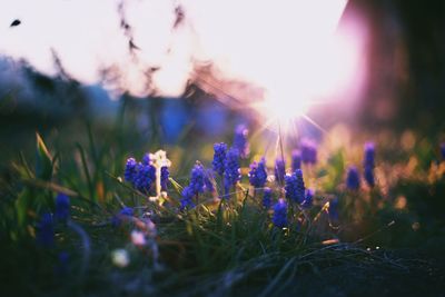 Close-up of purple flowers in field