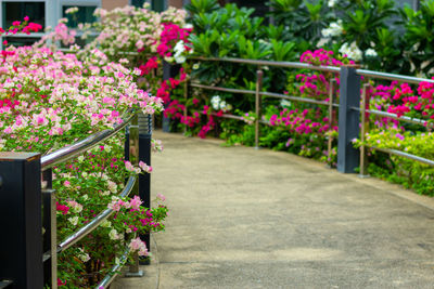 Pink flowering plants in garden