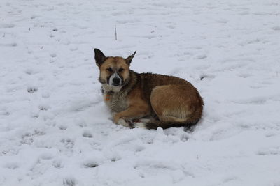 Dog on snow covered land