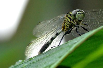 Close-up of butterfly on leaf