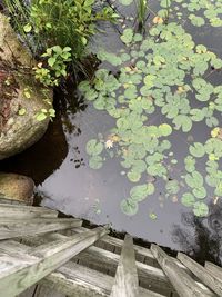 High angle view of water lily in lake