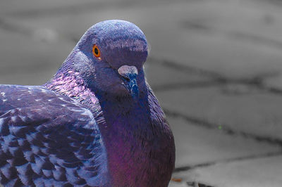 Close-up of peacock