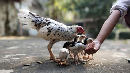 Full length of hand feeding chicken 