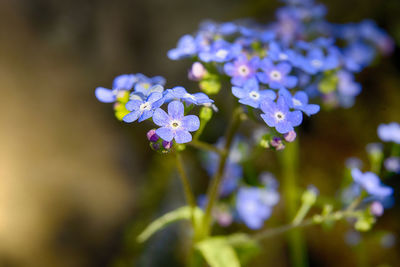 Close-up of purple flowering plant