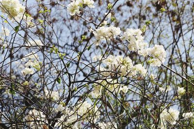 Low angle view of white flowering plant