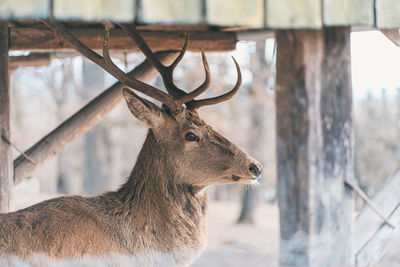 Close-up of deer on snow covered land