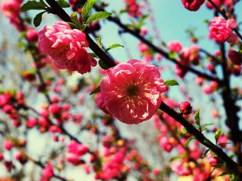 Close-up of red flowers blooming on tree