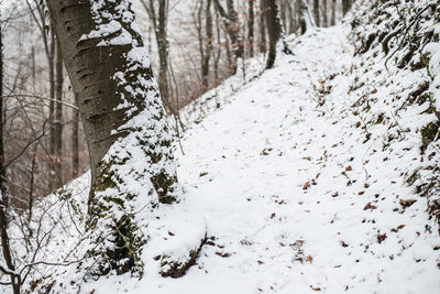 Close-up of trees in forest during winter