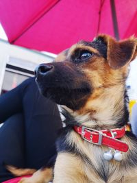 Close-up of dog looking away