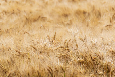 Full frame shot of wheat field