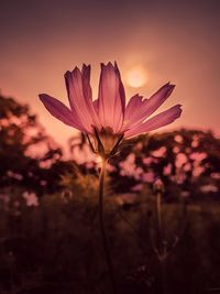 Close-up of purple flower on field against sky during sunset