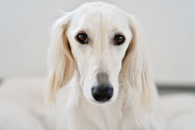 Close-up portrait of dog