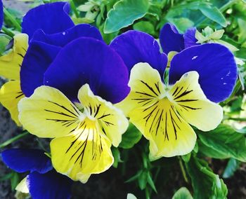 Close-up of yellow flower