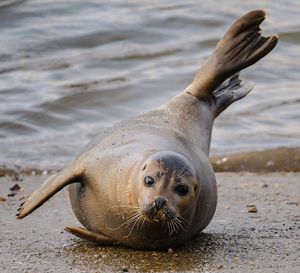 High angle view of sea lion on beach