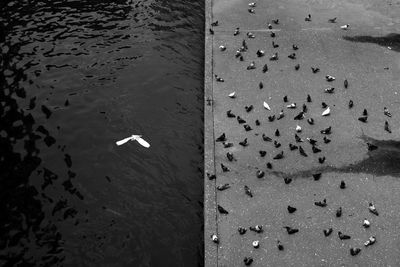 A group of pigeon  at  sungai klang, kuala lumpur, malaysia.