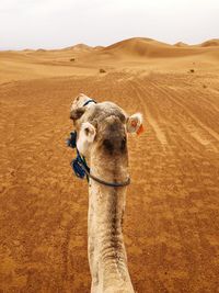 Camel in a desert