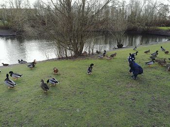 High angle view of ducks