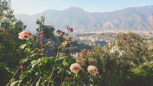 Scenic view of flowering plants and mountains against sky