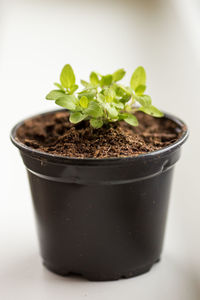 High angle view of potted plant in pot