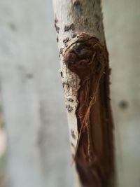 Close-up of a tree trunk