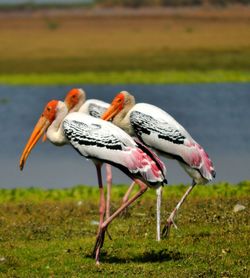 Close-up of bird walking on field