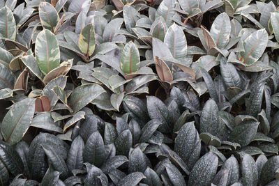 Full frame shot of succulent plant leaves on field