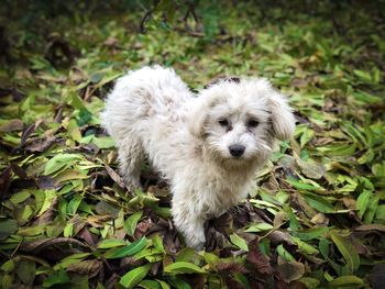 Maltese dog in colorful autumn leaves fallen on the ground