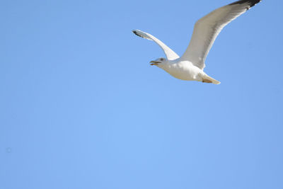 Low angle view of seagull flying against clear blue sky